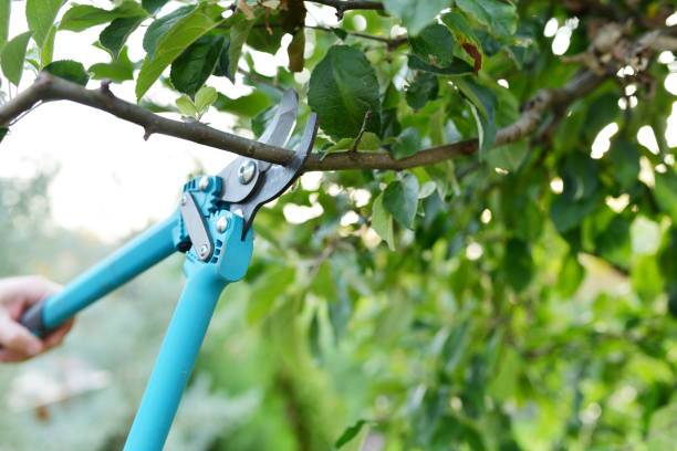 The Steps Involved in Our Tree Care Process in Carrboro, NC